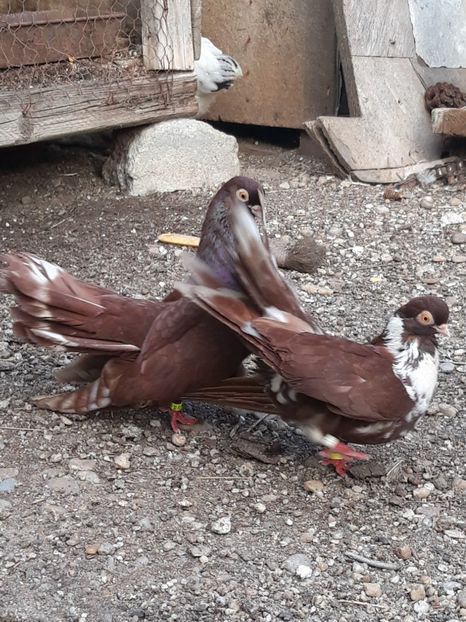  - Castanii  de Craiova