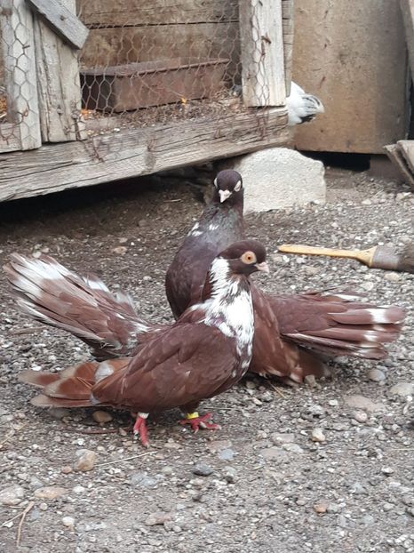  - Castanii  de Craiova