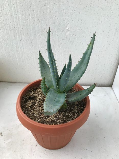 AFEDEC2A-85AD-4B72-9B97-E25EE48DF440 - Vand Aloe