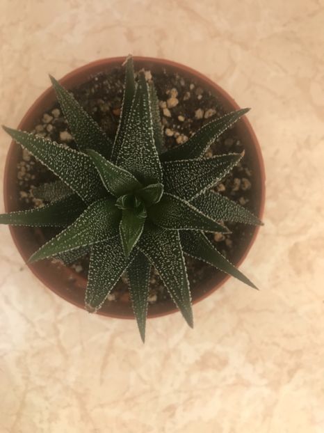 97140B6B-A381-4007-8EF9-57A820B06EC5 - Vand Haworthia