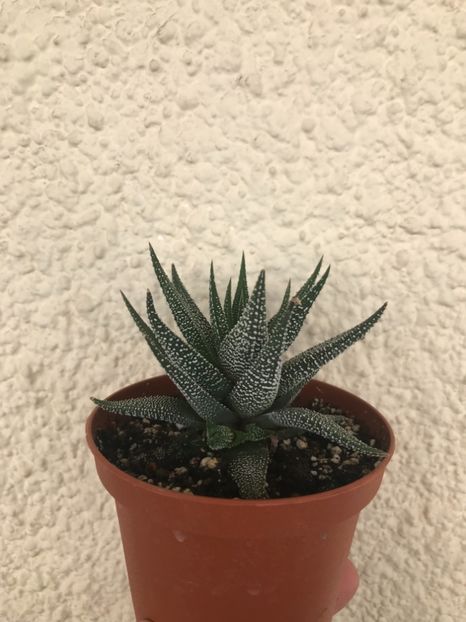 1710145E-9230-4A35-B672-D20F819460D7 - Vand Haworthia