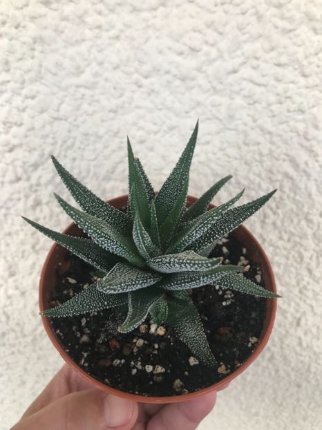 B4AADC41-69F2-4867-95E3-CE62D7709206 - Vand Haworthia