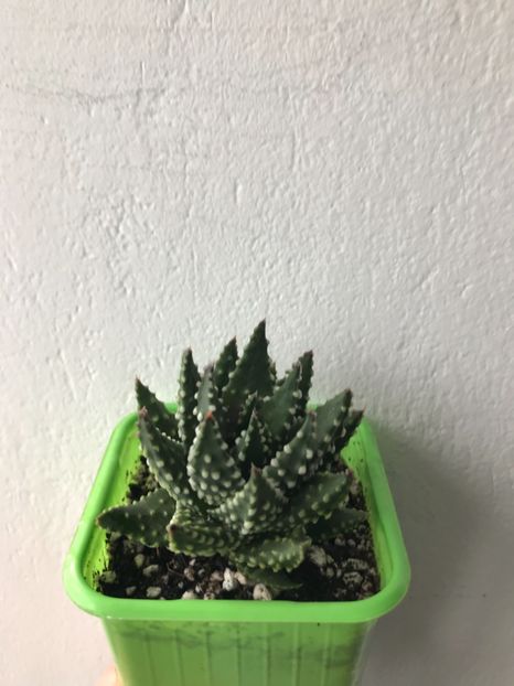 EE75ED91-2FAF-4DCE-8332-EC3F8CAD37D0 - Vand Haworthia