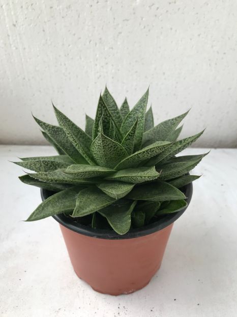 A7086B24-B6FB-45C7-B633-C2E5BD8B5E40 - Vand Haworthia