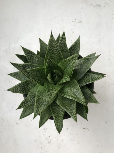 B6F56AF0-BA9B-46F1-8217-2CE943CA1418 - Vand Haworthia