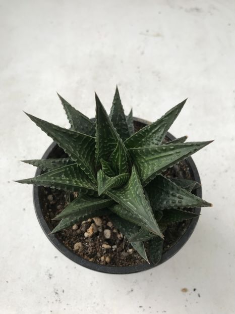 BC173056-2157-4A62-B0B4-B6F5D562504E - Vand Haworthia