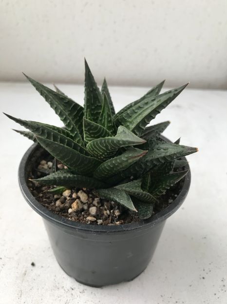 7CA64D8A-2920-4810-B335-A9C510B3DE3C - Vand Haworthia