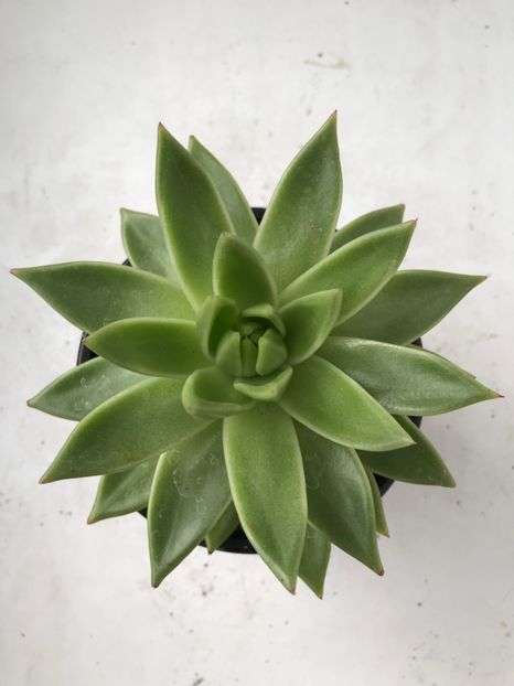 0A8FF2C8-2447-45B8-91E3-030844E3EB15 - Vand Haworthia