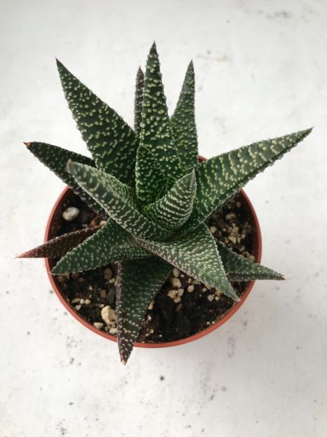 E7373B58-2FED-4012-9FFA-142A52438C6A - Vand Haworthia