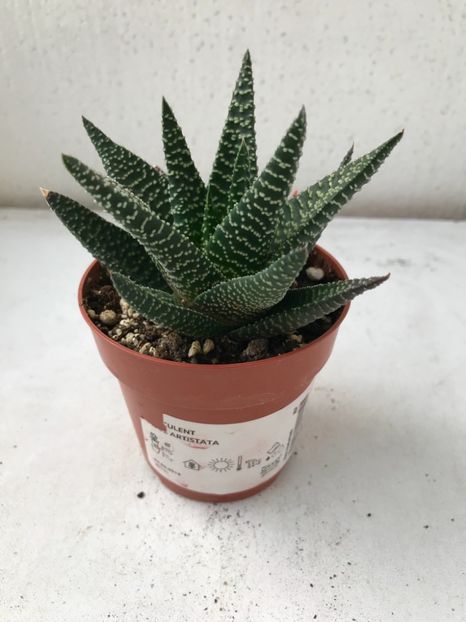 9028A5E2-C81A-4288-85A9-B9BE017A6FD6 - Vand Haworthia