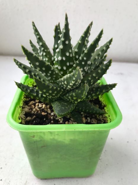 AD534635-A031-4DDC-B994-B70C5DDE3471 - Vand Haworthia