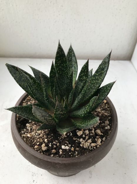 1684D059-6F48-4468-95DD-E8B29E60D9E5 - Vand Haworthia