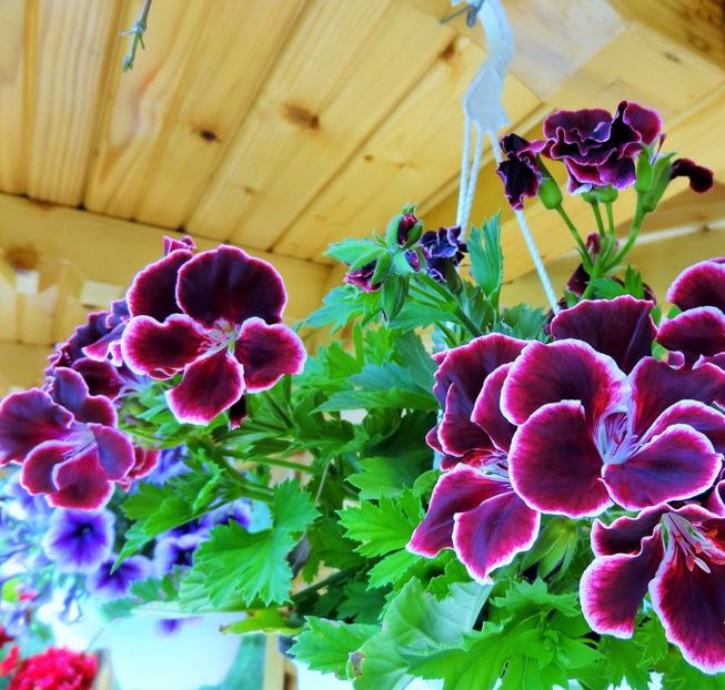  - -Gradina mea 2019