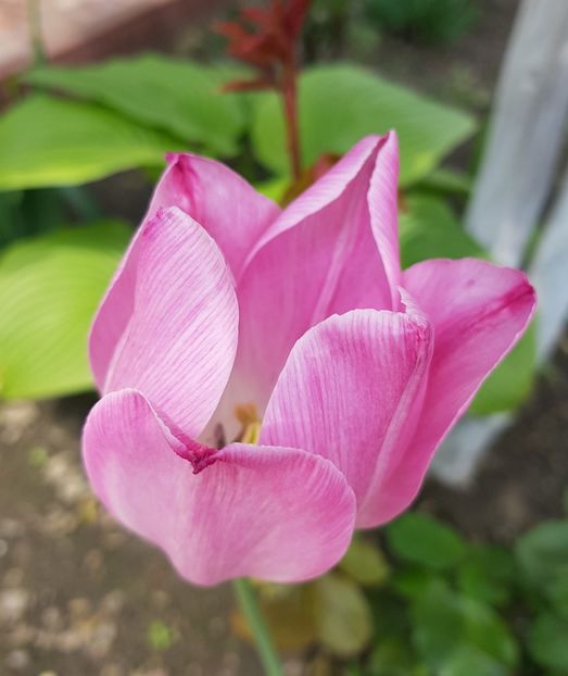  - -Gradina mea 2019