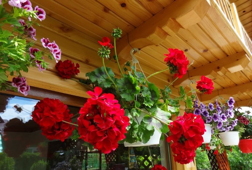  - -Gradina mea 2019