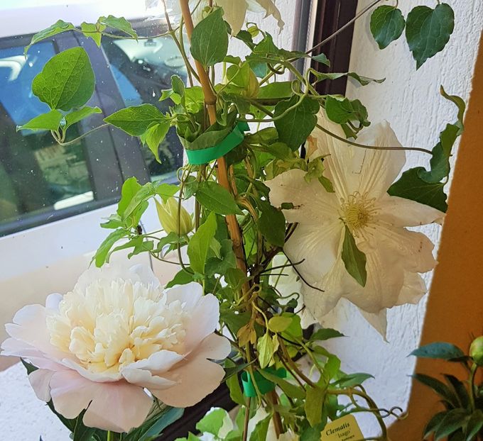  - -Gradina mea 2019