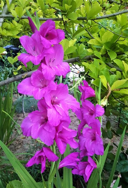  - -Gradina mea 2019