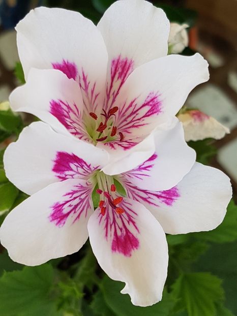 Royalty White - Muscate regale