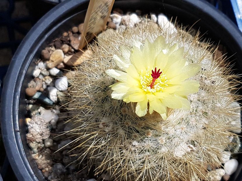 Notocactus scopa - Cactusi si plante suculente 2017-2018-2019