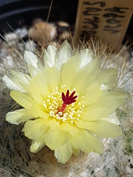 Notocactus scopa - Cactusi si plante suculente 2017-2018-2019