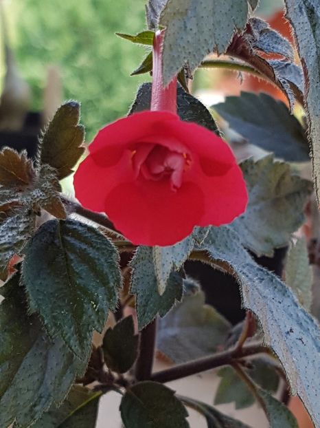 Stan s delight - Achimenes 2019