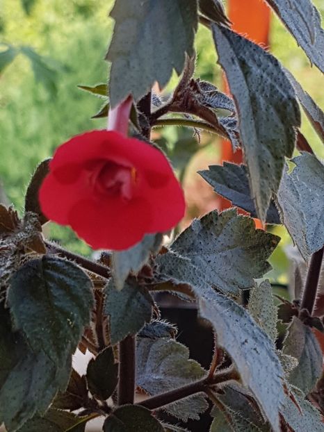 Stan s delight - Achimenes 2019