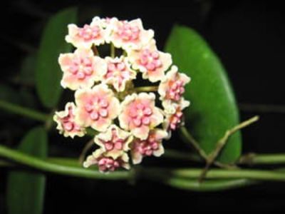 Diversifolia - 00- Vanzare hoya