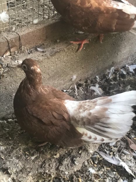 440BF5C4-396A-41B4-8274-3FBED5C1DD4B - Ciungi de Bucuresti