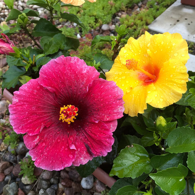  - Jurnalul gradinii 2019