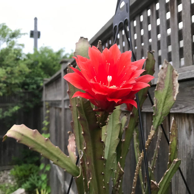  - Jurnalul gradinii 2019