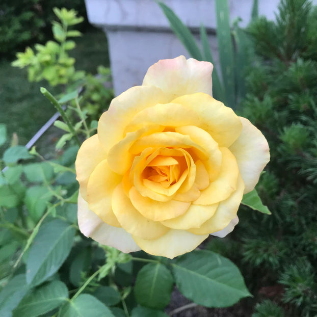  - Jurnalul gradinii 2019