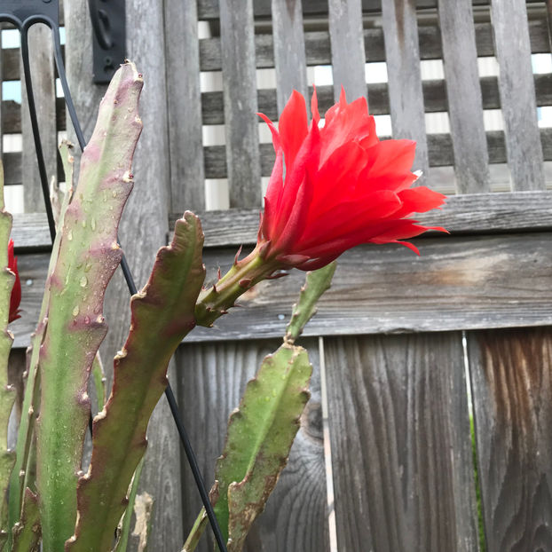  - Jurnalul gradinii 2019