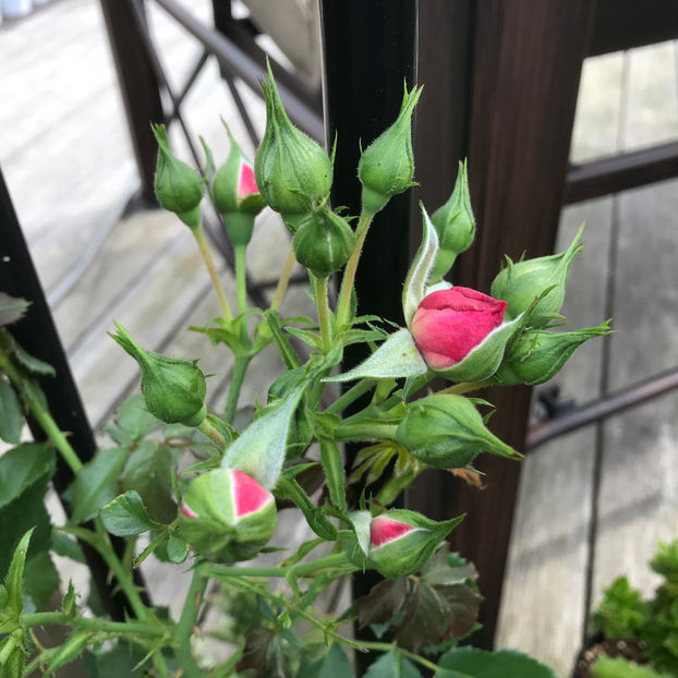  - Jurnalul gradinii 2019