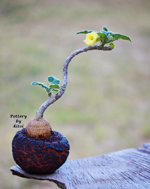 Uncarina roeoesliana - Vase - aranjamente - accesorii