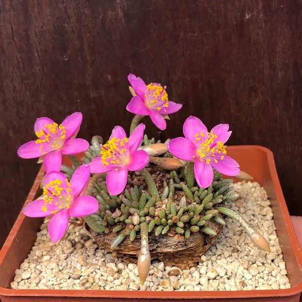Avonia quinaria ssp quinaria - Whish list pentru viata urmatoare1