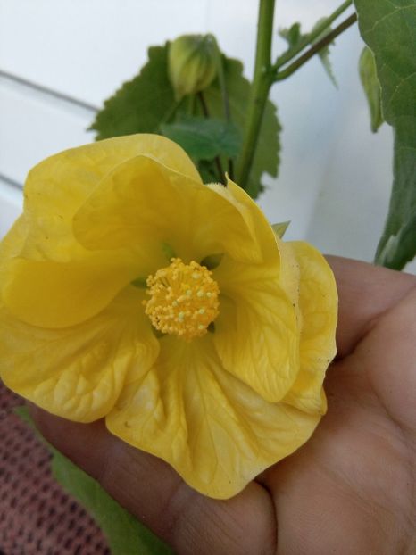Abutilon galben - Flori de vanzare-2019