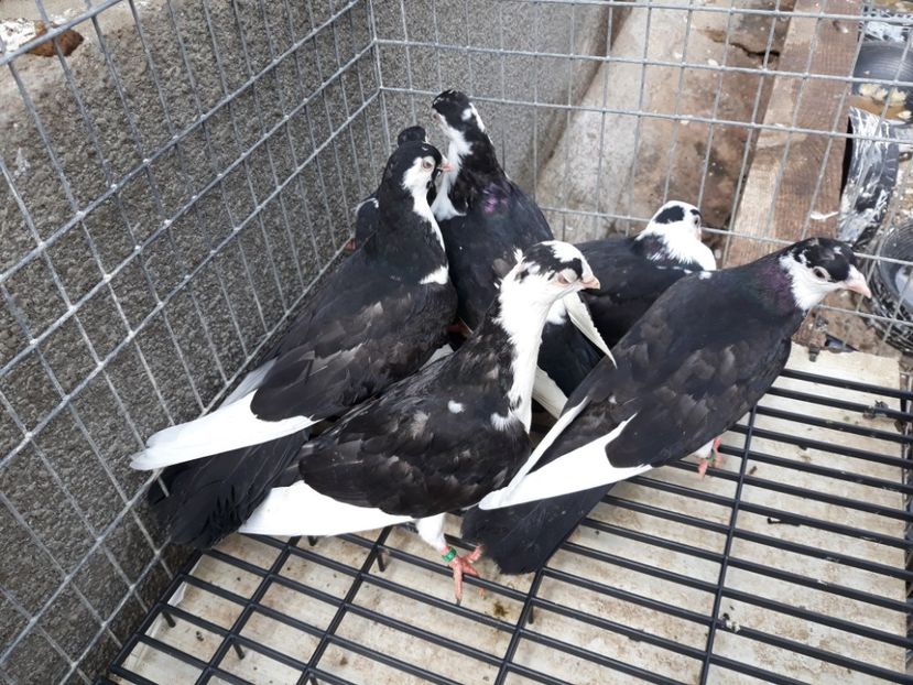  - Galateni baltati pe albastru