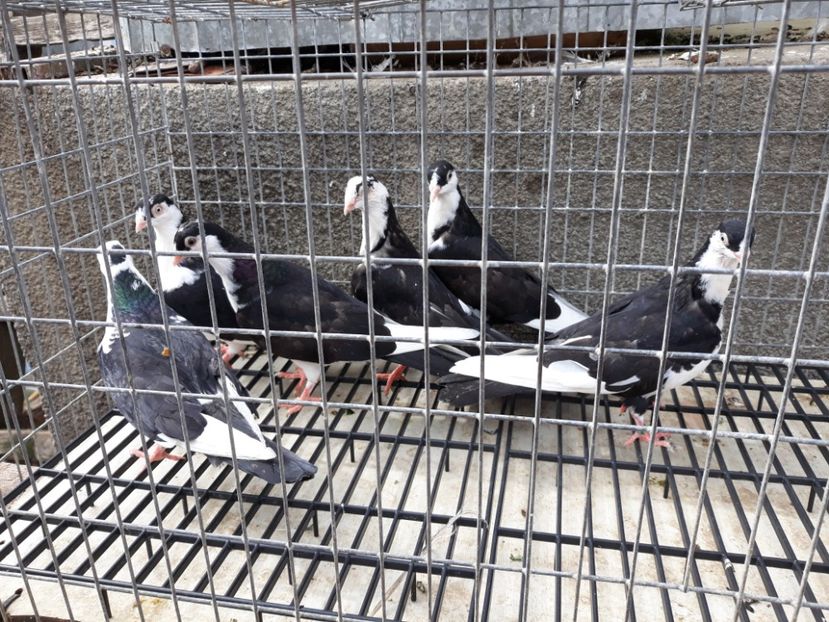  - Galateni baltati pe albastru