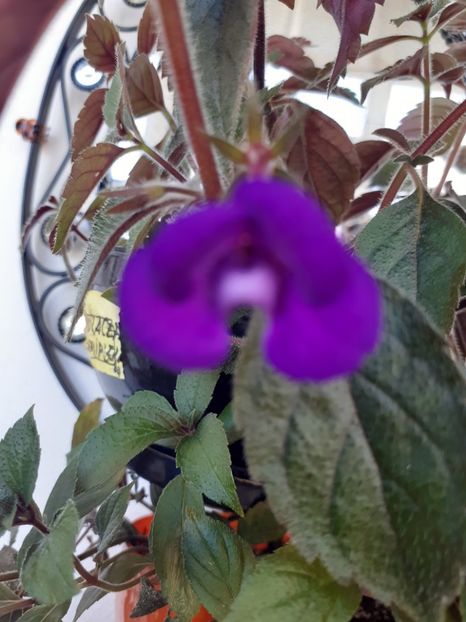  - Violaceea semiplena