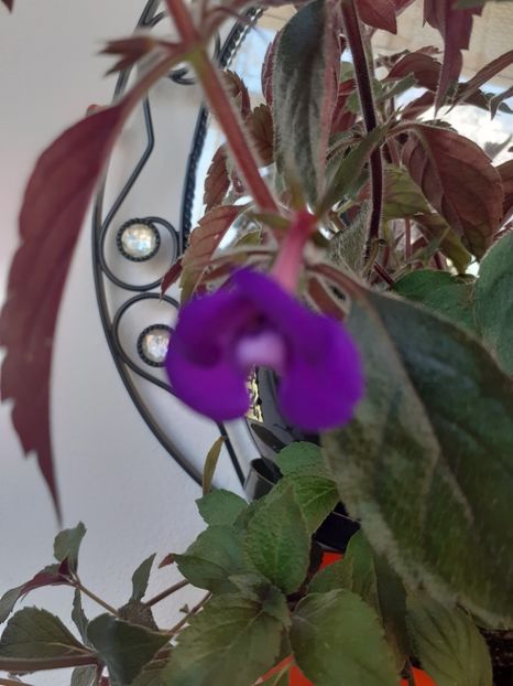  - Violaceea semiplena