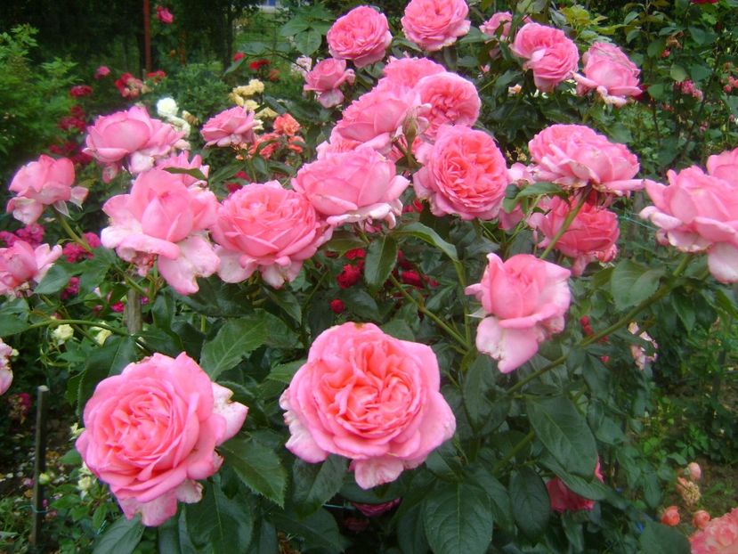  - Emilia Maria sau Molinard floribunda-Delbard 2013 Starkl