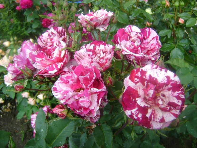  - New imagine -floribunda