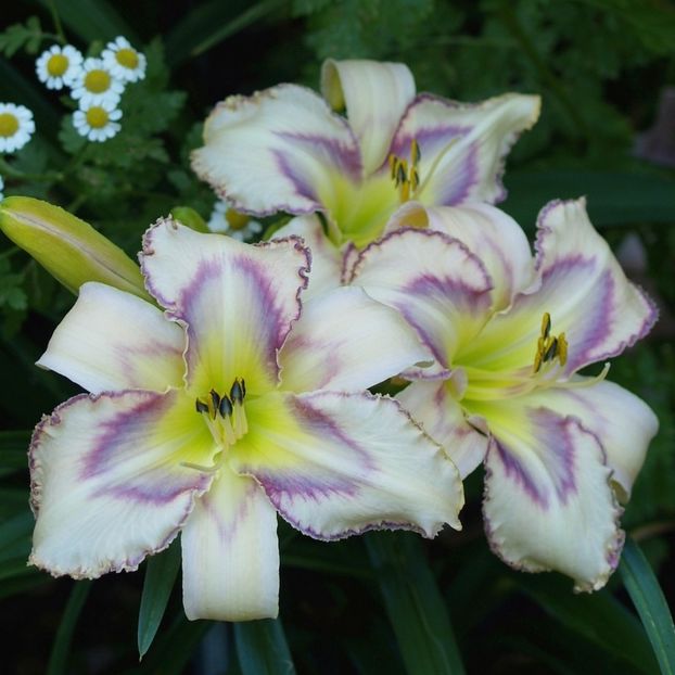 Epuizat-Destined-to-See 10 - Epuizat-000 Hemerocallisi disponibili 2019