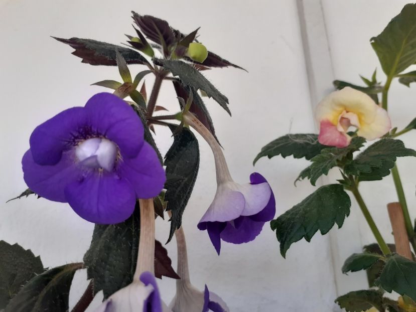  - 2016 achimenes