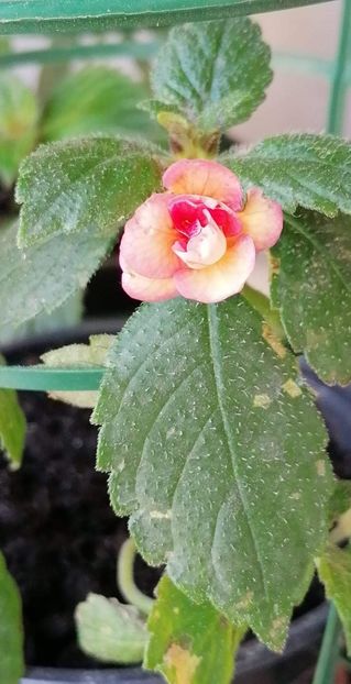  - Peach Orchard-mirra