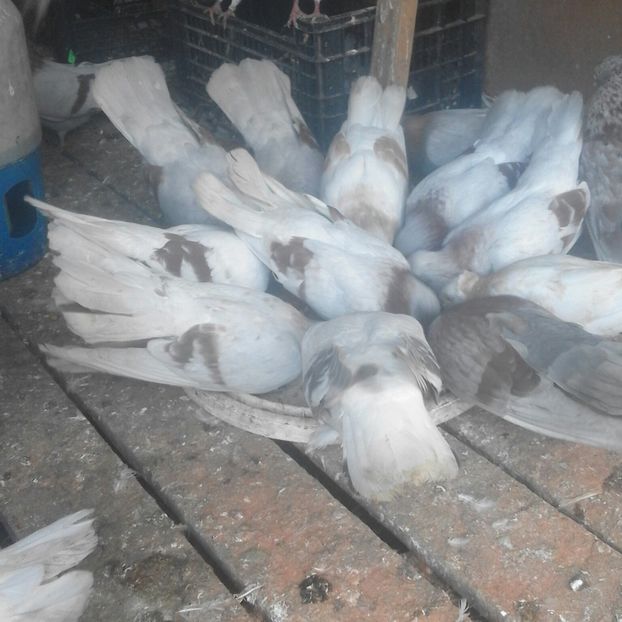 20190716_172957-1 - 9-Dungat Romanesc