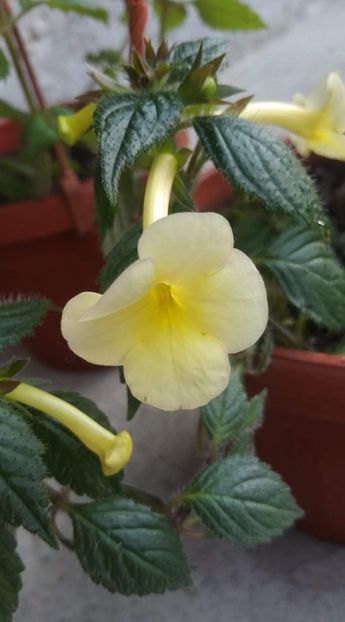  - X2 Achimenantha Himalayan Sunrise -sylvia