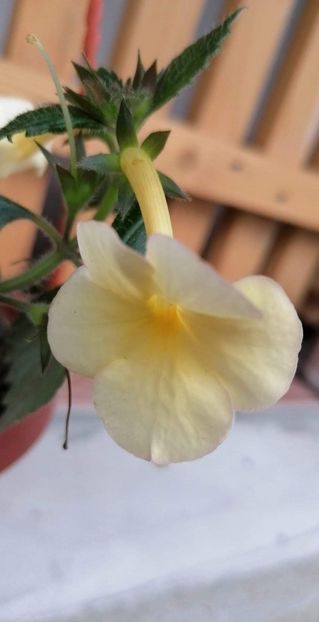  - X2 Achimenantha Himalayan Sunrise -sylvia