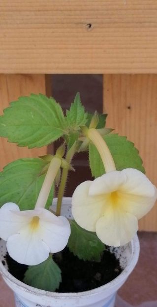  - X2 Achimenantha Himalayan Sunrise -sylvia