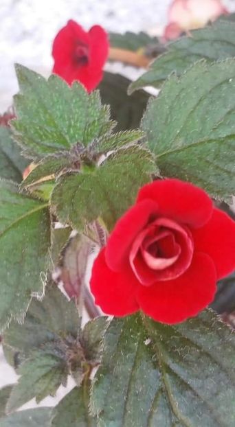  - Petite Fadette- gabi gligor